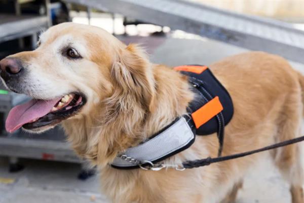 服务犬的含义，指经过训练为人类提供服务的犬