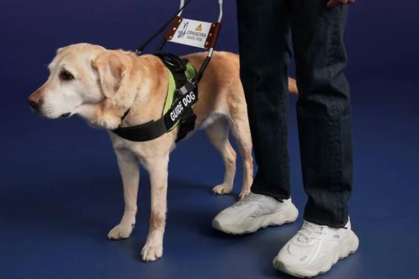服务犬的含义，指经过训练为人类提供服务的犬