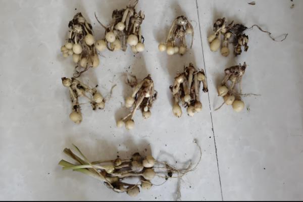 姜荷花黄叶了如何处理，缺少光照时可放在窗台上接受散射光