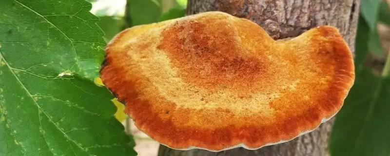 桑黄适合在哪些地区种植，可以在华北、西北、黑龙江种植