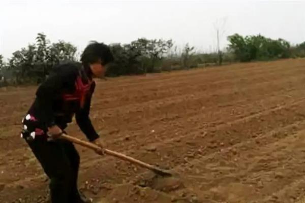 种植韭黄的方法，浸泡种子待露白时再播种