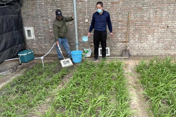 种植韭黄的方法，浸泡种子待露白时再播种