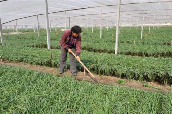 种植韭黄的方法，浸泡种子待露白时再播种