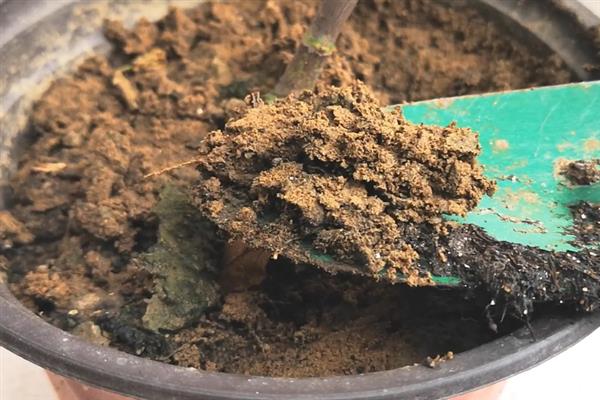 多头小菊的种植方法,最好是选择在春秋季进行