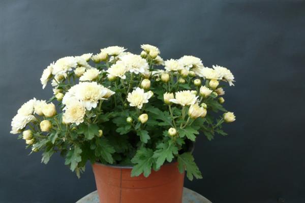 多头小菊的种植方法,最好是选择在春秋季进行