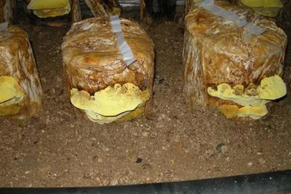 桑黄适合在哪些地区种植，可以在华北、西北、黑龙江种植