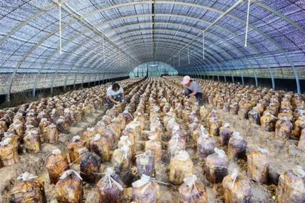 桑黄适合在哪些地区种植，可以在华北、西北、黑龙江种植