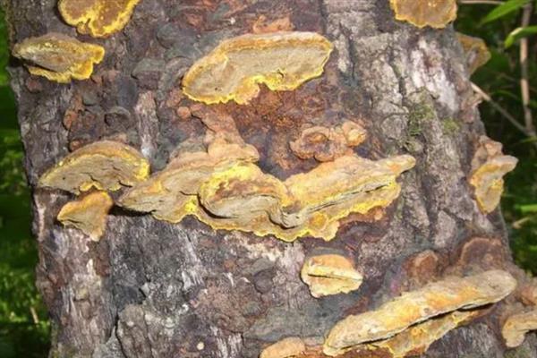 桑黄适合在哪些地区种植，可以在华北、西北、黑龙江种植