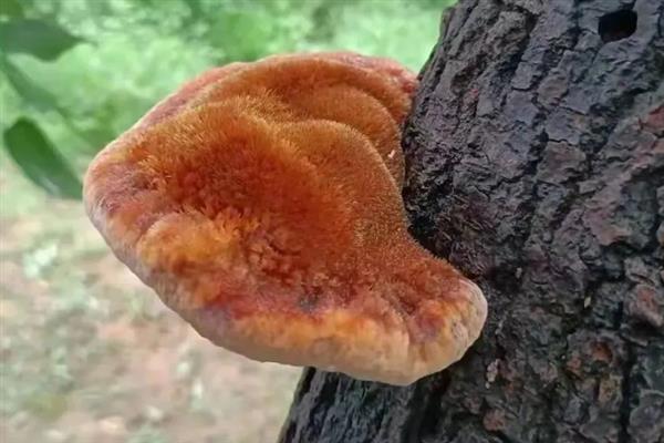 桑黄适合在哪些地区种植，可以在华北、西北、黑龙江种植