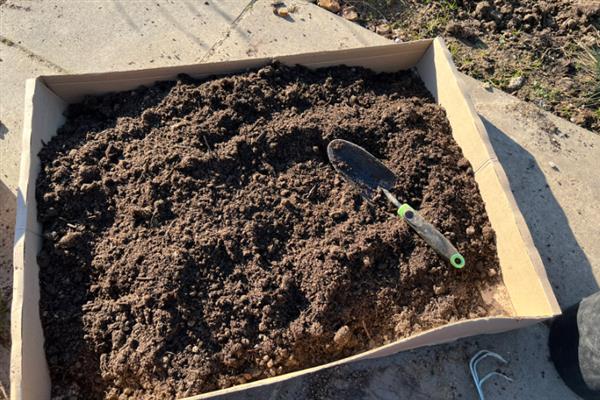 多头小菊的种植方法,最好是选择在春秋季进行