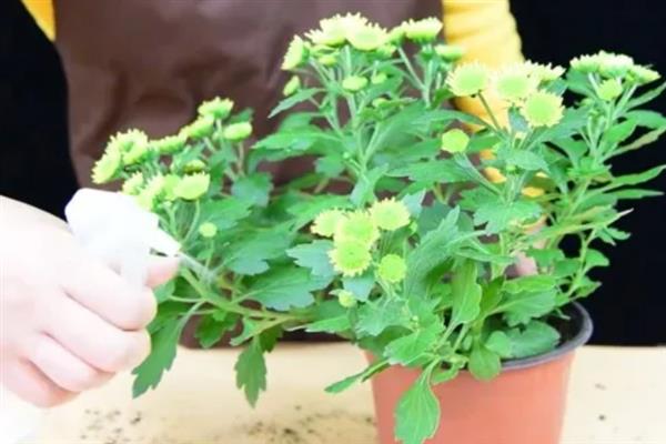 多头小菊的种植方法,最好是选择在春秋季进行