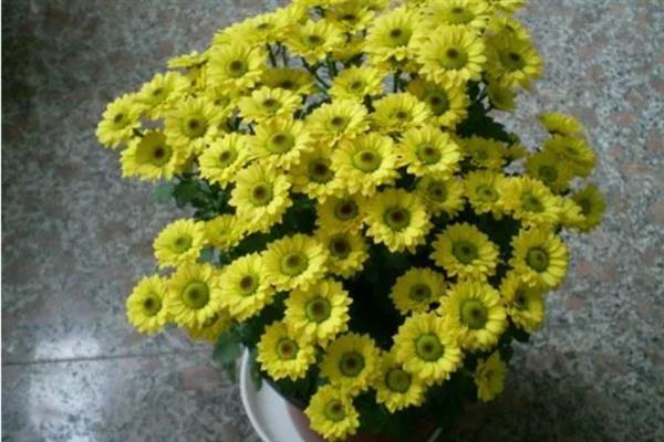 多头小菊的种植方法,最好是选择在春秋季进行