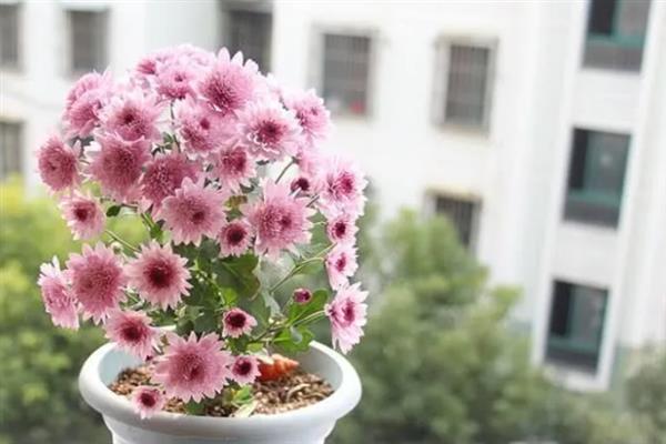 多头小菊的种植方法,最好是选择在春秋季进行