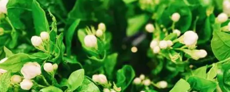 茉莉花如何醒花，要先处理花枝