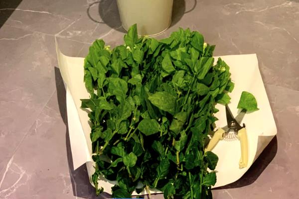 茉莉花如何醒花，要先处理花枝