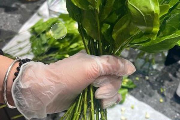 茉莉花如何醒花，要先处理花枝
