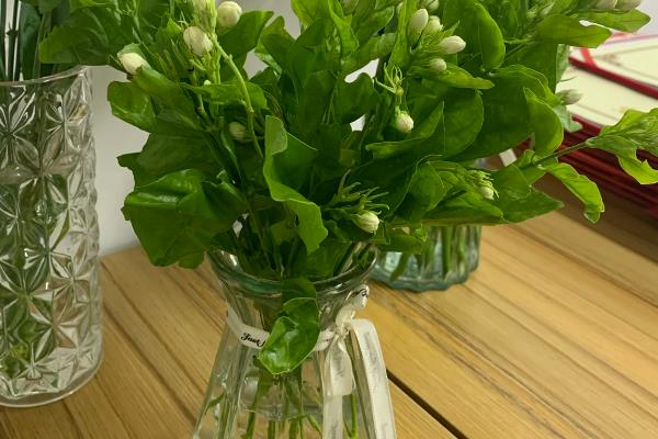 茉莉花如何醒花，要先处理花枝