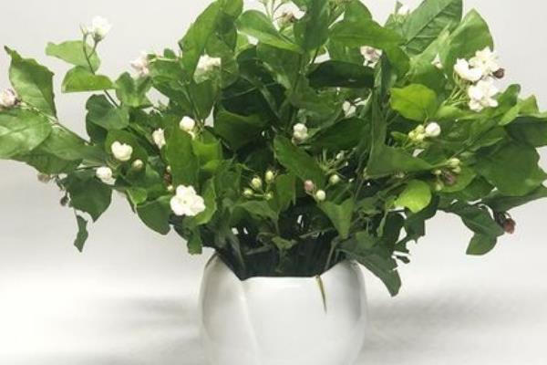 茉莉花如何醒花，要先处理花枝