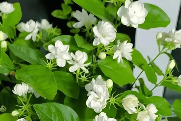 茉莉花如何醒花，要先处理花枝