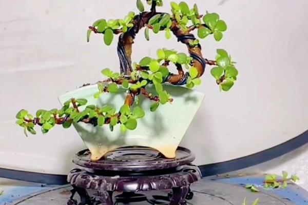 金枝玉叶如何修剪，选择在每年春季进行