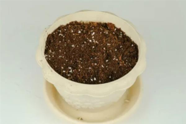 养殖风信子的方法，每天晒光1.5小时