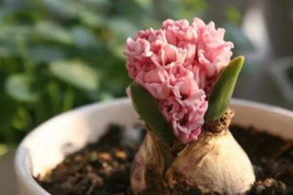 养殖风信子的方法，每天晒光1.5小时