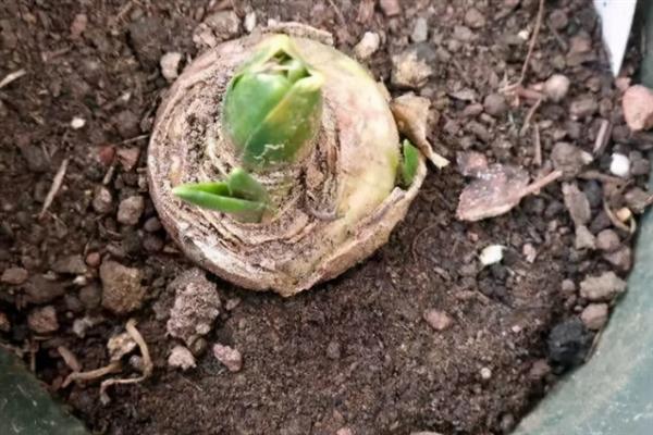 养殖风信子的方法，每天晒光1.5小时