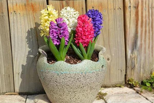 养殖风信子的方法，每天晒光1.5小时