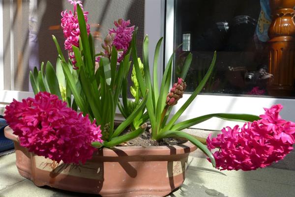 养殖风信子的方法，每天晒光1.5小时