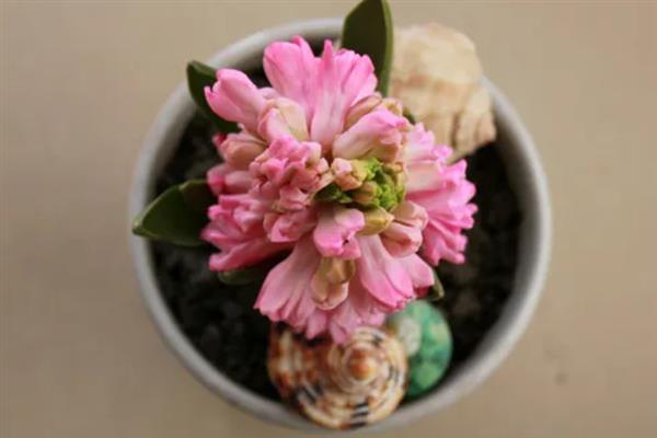 养殖风信子的方法，每天晒光1.5小时