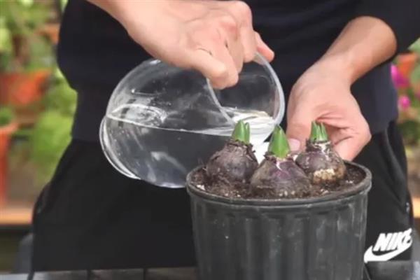 养殖风信子的方法，每天晒光1.5小时