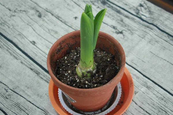 养殖风信子的方法，每天晒光1.5小时