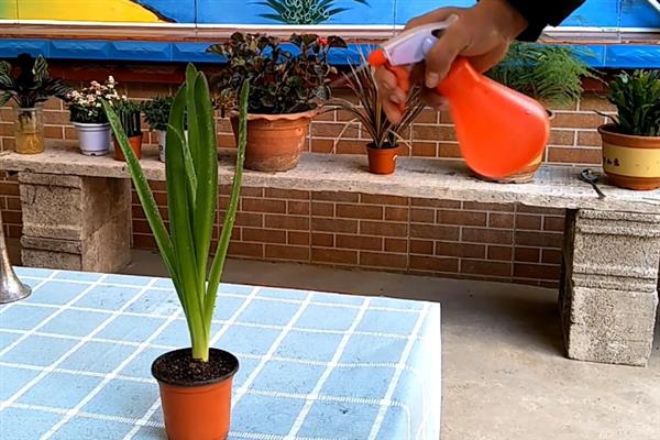 养殖风信子的方法，每天晒光1.5小时