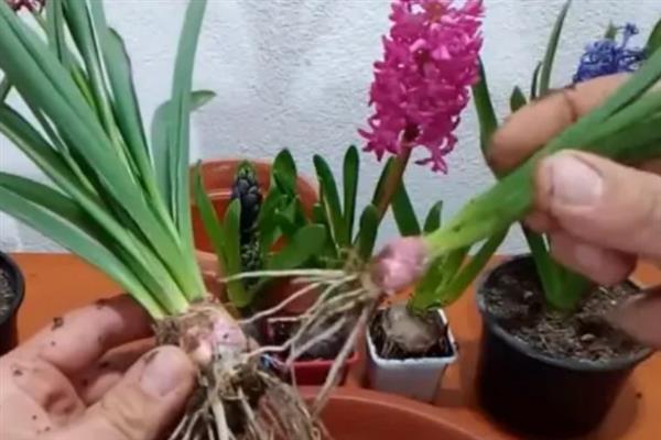 养殖风信子的方法，每天晒光1.5小时