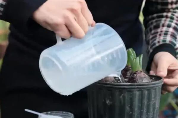 养殖风信子的方法，每天晒光1.5小时