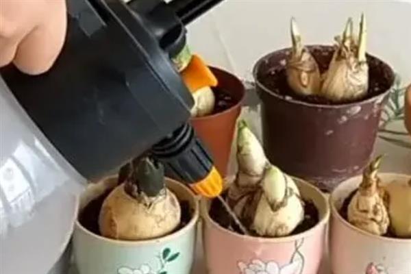 养殖风信子的方法，每天晒光1.5小时