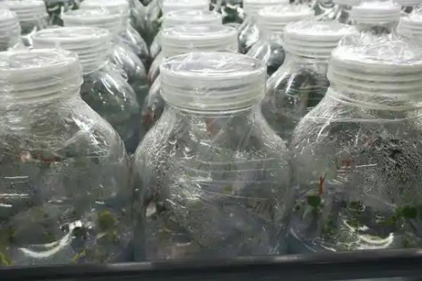红掌怎么移栽，剪除过密的根须再栽种