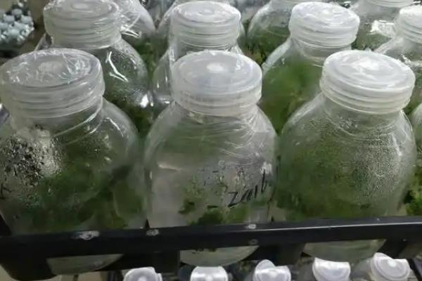 红掌怎么移栽，剪除过密的根须再栽种