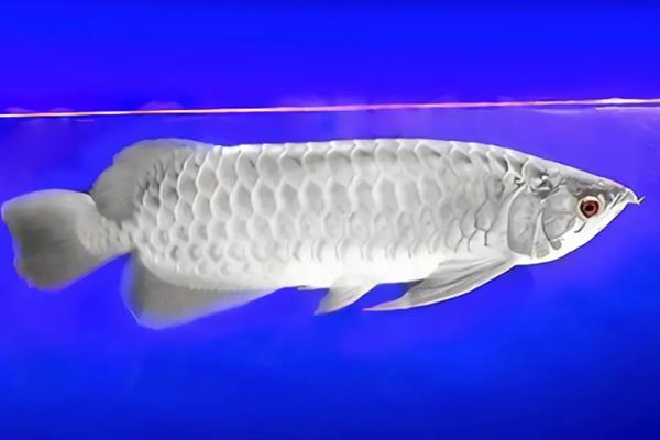 银龙鱼的饲养方法，多喂鲜活的小鱼虾可以增色