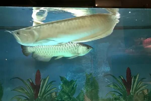 银龙鱼的饲养方法，多喂鲜活的小鱼虾可以增色