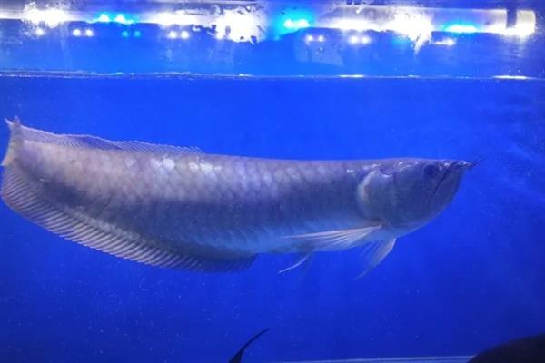 银龙鱼的饲养方法，多喂鲜活的小鱼虾可以增色