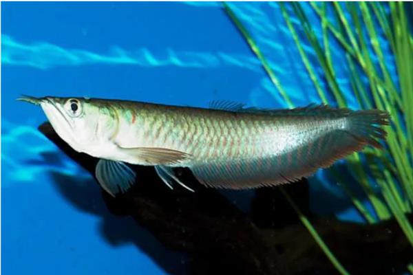 银龙鱼的饲养方法，多喂鲜活的小鱼虾可以增色
