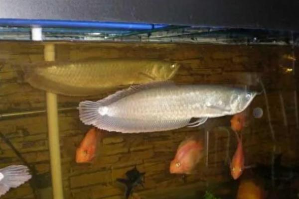 银龙鱼的饲养方法，多喂鲜活的小鱼虾可以增色