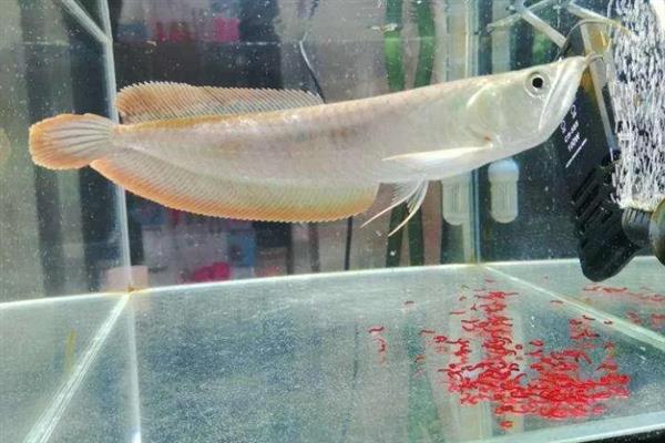 银龙鱼的饲养方法，多喂鲜活的小鱼虾可以增色