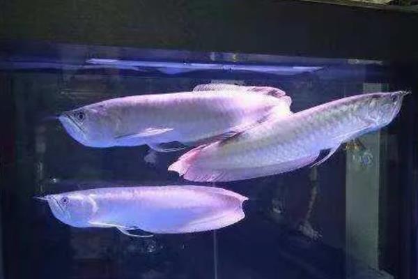 银龙鱼的饲养方法，多喂鲜活的小鱼虾可以增色