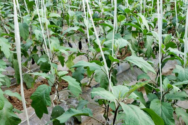 种茄子冬季怎么预防冻害，降温前可喷施抗寒药剂＋新高脂膜