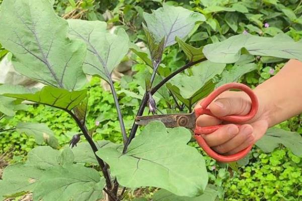 种茄子冬季怎么预防冻害，降温前可喷施抗寒药剂＋新高脂膜