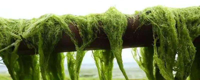 浒苔是什么植物，是石莼科浒苔属的藻类植物