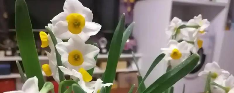 水仙花矮壮素的使用方法，主要是进行泡根