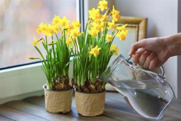 水仙花矮壮素的使用方法，主要是进行泡根